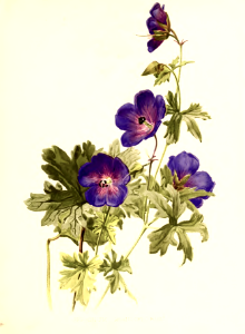 Himalayan crane's-bill. Geranium himalayense [as Geranium grandiflora]
