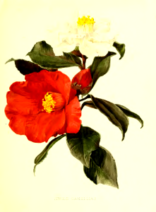 Camellia japonica. Flora and Sylva vol.1 1903.