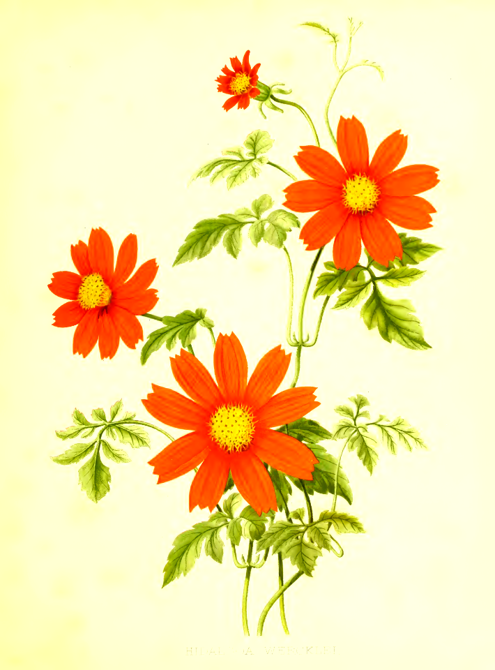 Hidalgoa wercklei. Flora and Sylva vol.1 (1903)