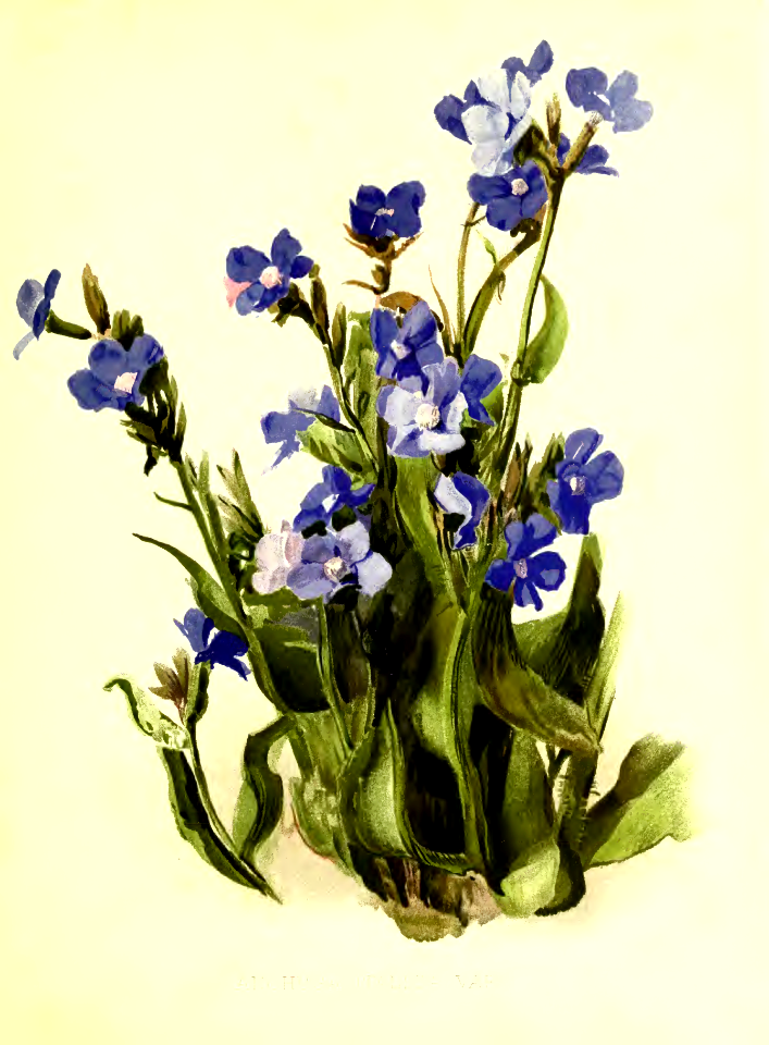 Italian Bugloss. Anchusa azurea [as Anchusa italica].Flora and Sylva vol.1 (1903)