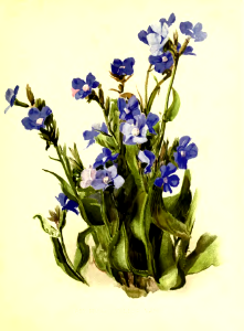 Italian Bugloss. Anchusa azurea [as Anchusa italica].Flora and Sylva vol.1 (1903)