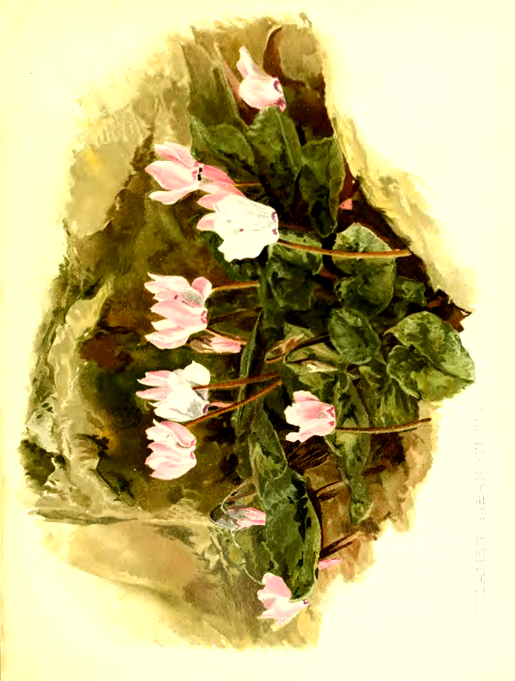 Cyclamen libanoticum.- Flora and Sylva vol.1 (1903)