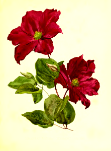 Clematis 'Madame Edouard Andre.'