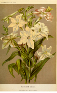 Nicotiana alata [as Nicotiana affinis]. Garten-Zeitung v.1 (1882)