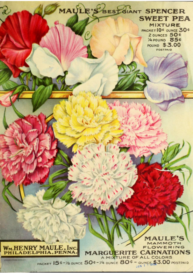 Sweet peas and carnations. The Maule seed book for 1919 carnation