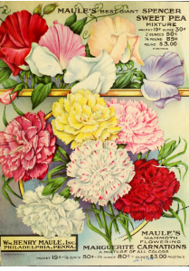 Sweet peas and carnations. The Maule seed book for 1919 carnation. Free illustration for personal and commercial use.