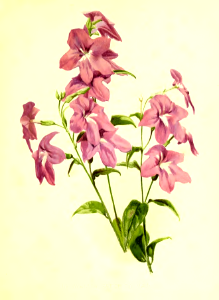 American Bush Violet. Browallia speciosa. Flora and Sylva vol.1 (1903)