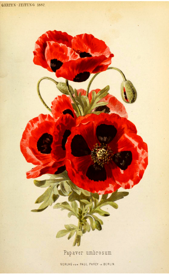 Corn poppy. Papaver rhoeas as Papaver umbrosum. Garten-Zeitung v.1 (1882)