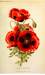 Corn poppy. Papaver rhoeas as Papaver umbrosum. Garten-Zeitung v.1 (1882). Free illustration for personal and commercial use.