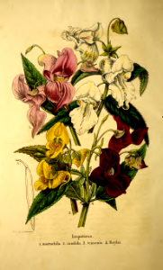 A group of rare impatiens. Impatiens candida, I. cristata, I. glandulifera, I. glandulifera.