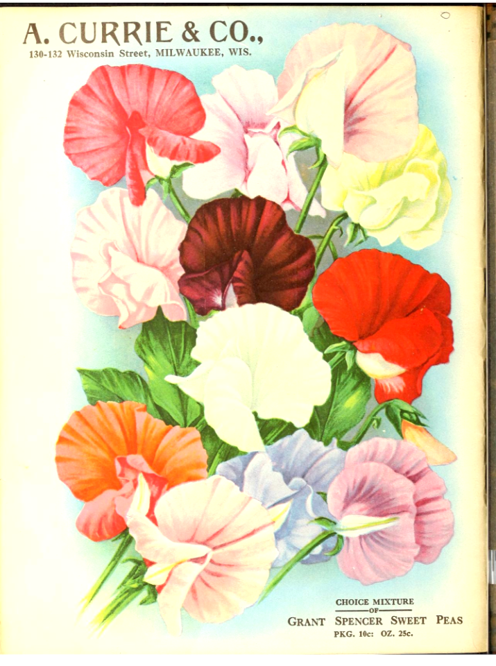 Sweet peas. A. Currie & Company (1924)