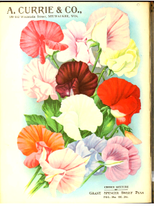 Sweet peas. A. Currie & Company (1924). Free illustration for personal and commercial use.