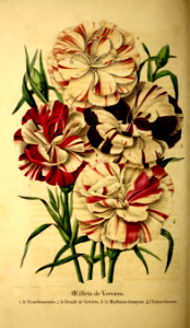 Carnations. Dianthus caryophyllus var. hort., La Belgique horticole, journal des jardins et des vergers, vol. 1: t. 39 (1851)