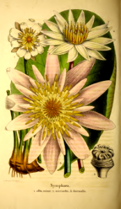 Nymphaea alba  var. minor, Nymphaea micrantha, Nymphaea lotus [as Nymphaea thermalis]