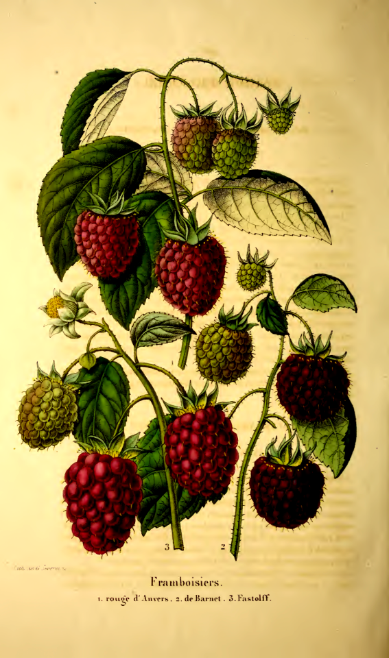Raspberries. La Belgique horticole, journal des jardins et des vergers, vol. 1: t. 68 (1851)