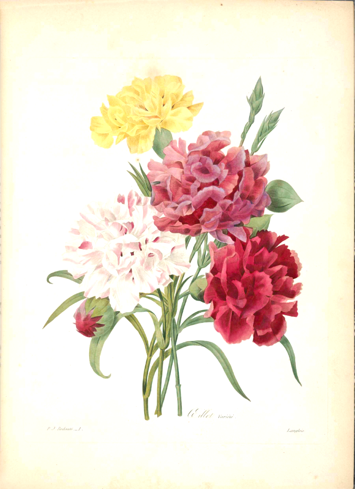 Carnation. Dianthus caryophyllus hort. - Choix des plus belles fleurs -et des plus beaux fruits par P.J. Redouté. (1833)