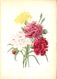 Carnation. Dianthus caryophyllus hort. - Choix des plus belles fleurs -et des plus beaux fruits par P.J. Redouté. (1833)