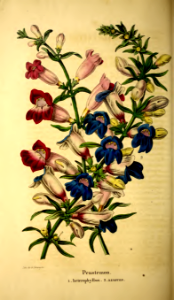 Penstemon heterophyllus, Penstemon heterophyllus [as Penstemon azureus], vol. 1- t. 26 (1851)
