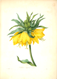 Crown Imperial Fritillary. Fritillaria imperialis var. jaune. - Choix des plus belles fleurs -et des plus beaux fruits par P.J. Redouté. (1833). Free illustration for personal and commercial use.