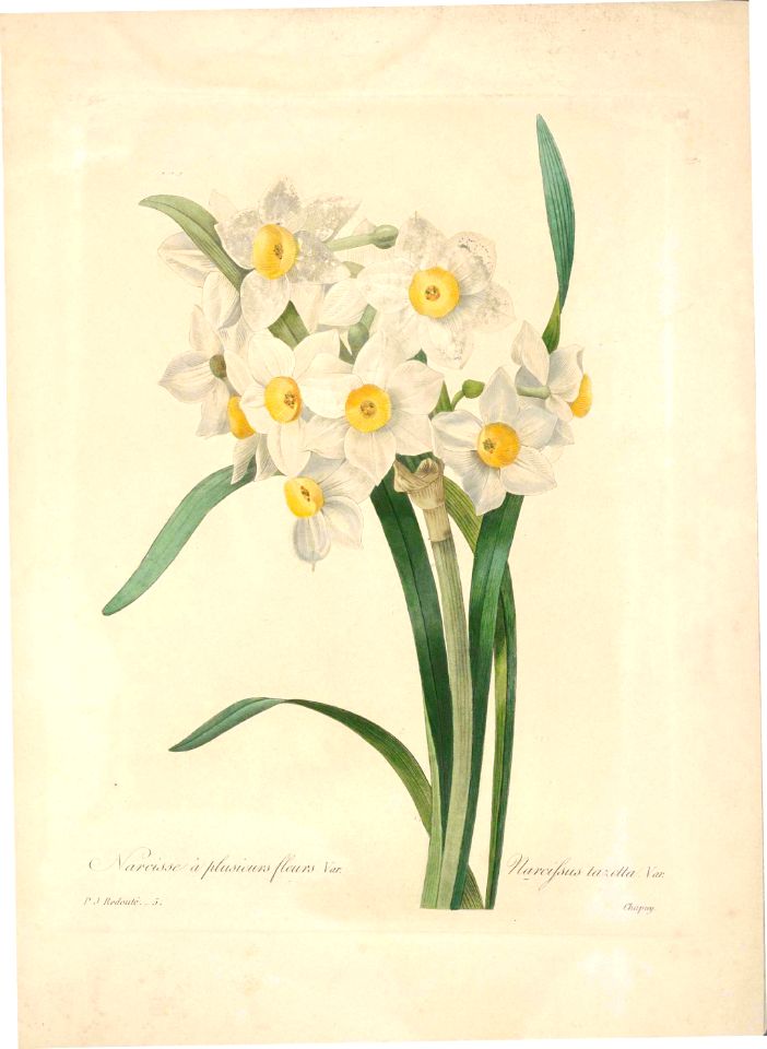 Paperwhite, bunch-flowered narcissus (Narcissus tazetta).