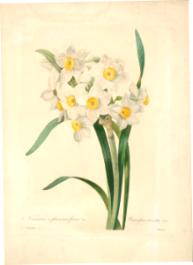 Paperwhite, bunch-flowered narcissus (Narcissus tazetta).