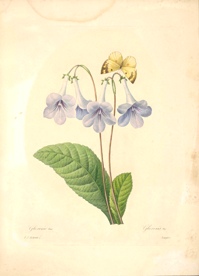 Cape Violet. Streptocarpus sp. [as Gloxinis var.] Choix des plus belles fleurs -et des plus beaux fruits par P.J. Redouté. (1833)