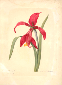 Jacobean Lily. Sprekelia formosissima. - Choix des plus belles fleurs -et des plus beaux fruits par P.J. Redouté. (1833)