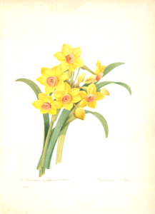 Narcissus tazetta can be yellow.