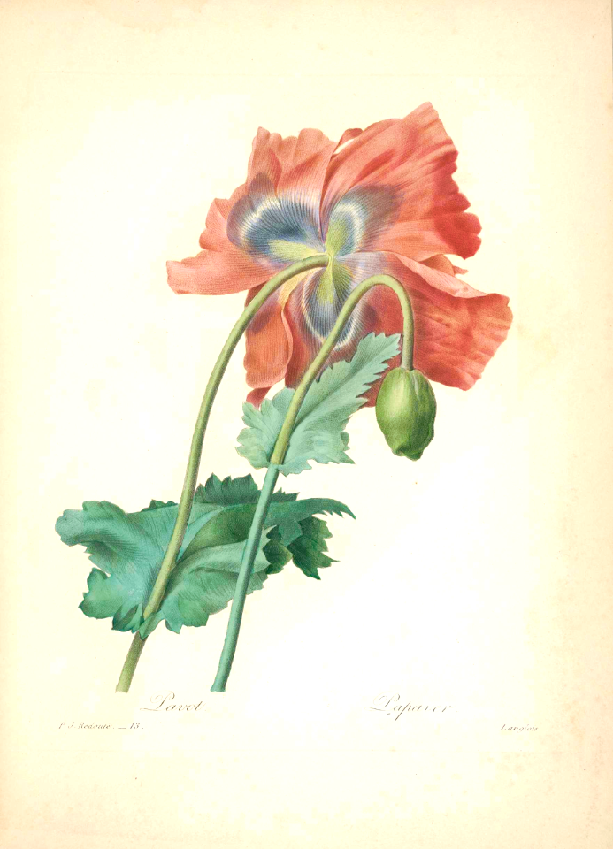 Oriental Poppy. Papaver orientale. Choix des plus belles fleurs -et des plus beaux fruits par P.J. Redouté. (1833)