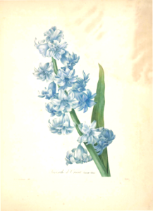 Hyacinth. Hyacinthus orientalis. - Choix des plus belles fleurs -et des plus beaux fruits par P.J. Redouté. (1833)