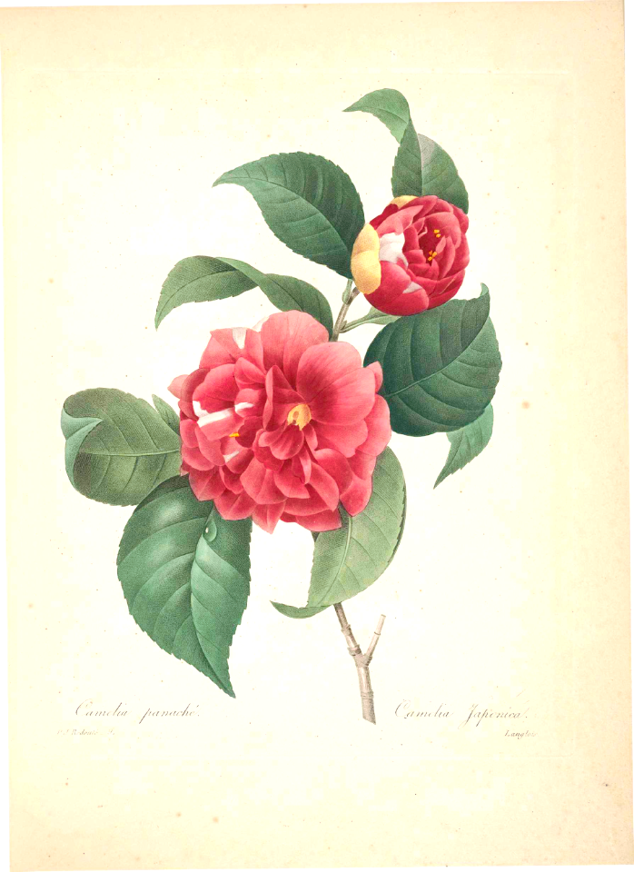 Japanese Camellia. Camellia japonica. - Choix des plus belles fleurs -et des plus beaux fruits par P.J. Redouté. (1833)