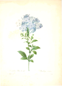 Plumbago. Plumbago caerulea. - Choix des plus belles fleurs -et des plus beaux fruits par P.J. Redouté. (1833)