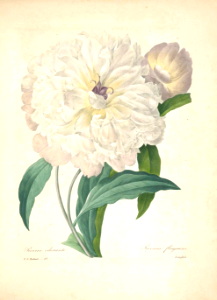 Peony. Paeonia lactiflora [as Paeonia fragrans.]. Free illustration for personal and commercial use.