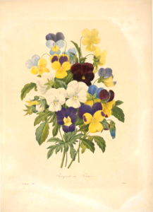 Viola (Viola x cornuta). Known in the 19th century as Pansy. Watercolour by P.J. Redouté.