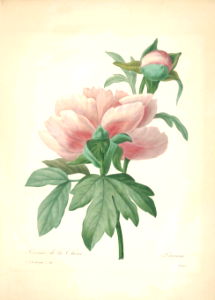 Paeonia lactiflora. Choix des plus belles fleurs -et des plus beaux fruits par P.J. Redouté. (1833). Free illustration for personal and commercial use.