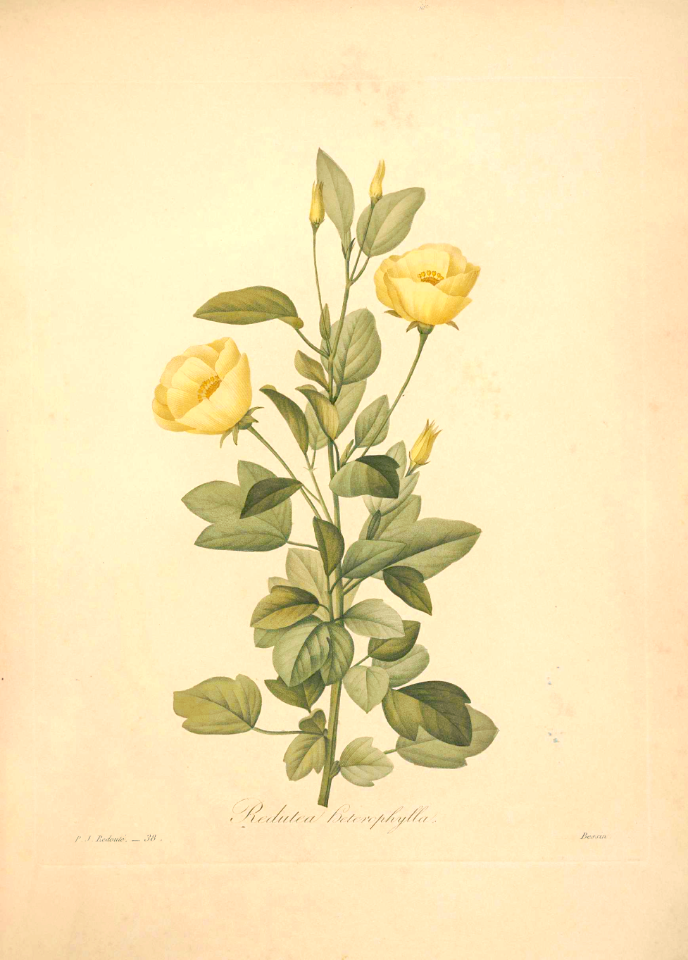 Cienfuegosia heterophylla [as Redoutea heterophylla Vent.]Choix des plus belles fleurs -et des plus beaux fruits par P.J. Redouté. (1833)