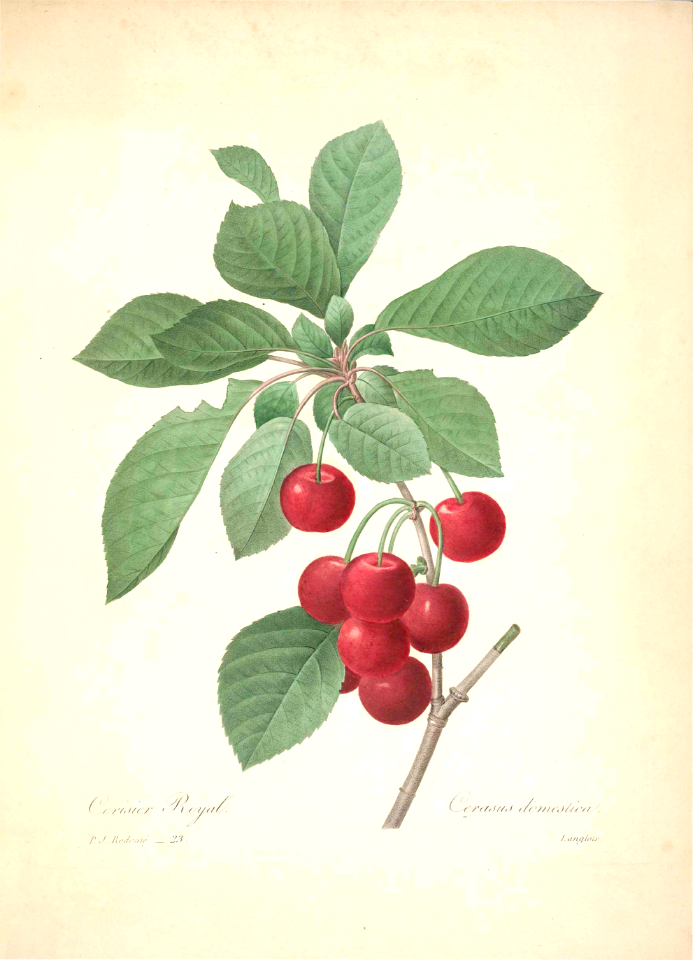 Cherry. Prunus domestica L. [as Cerasus domestica.]Choix des plus belles fleurs -et des plus beaux fruits par P.J. Redouté. (1833)