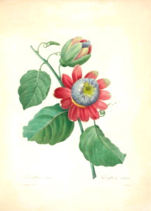 Passiflora alata. Choix des plus belles fleurs -et des plus beaux fruits par P.J. Redouté. (1833)