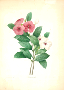 Vinca. Catharanthus roseus. Choix des plus belles fleurs -et des plus beaux fruits par P.J. Redouté. (1833)