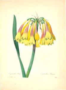 Cyrtanthus obliquus. Choix des plus belles fleurs -et des plus beaux fruits par P.J. Redouté. (1833). Free illustration for personal and commercial use.