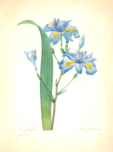 Iris japonica. [as Iris fimbriata Vent.] Choix des plus belles fleurs -et des plus beaux fruits par P.J. Redouté. (1833). Free illustration for personal and commercial use.