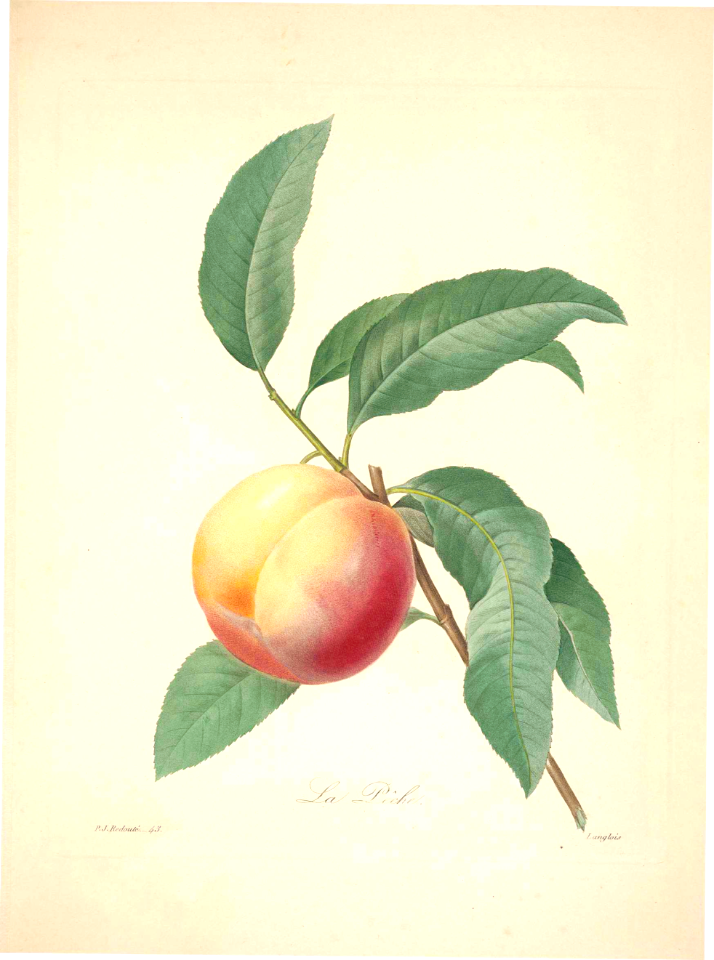 Peach. Prunus persica. Choix des plus belles fleurs -et des plus beaux fruits par P.J. Redouté. (1833)