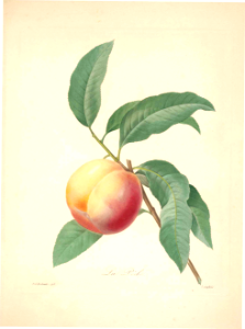 Peach. Prunus persica. Choix des plus belles fleurs -et des plus beaux fruits par P.J. Redouté. (1833). Free illustration for personal and commercial use.