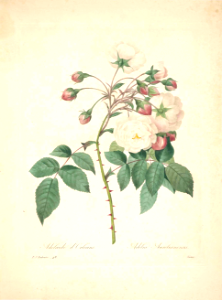 Rosa 'Adelaide d'Orleans'. Choix des plus belles fleurs -et des plus beaux fruits par P.J. Redouté. (1833)