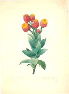 Strawberry Everlasting. Syncarpha eximia. Choix des plus belles fleurs -et des plus beaux fruits par P.J. Redouté. (1833)