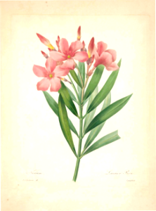 Pink Oleander. Nerium oleander.