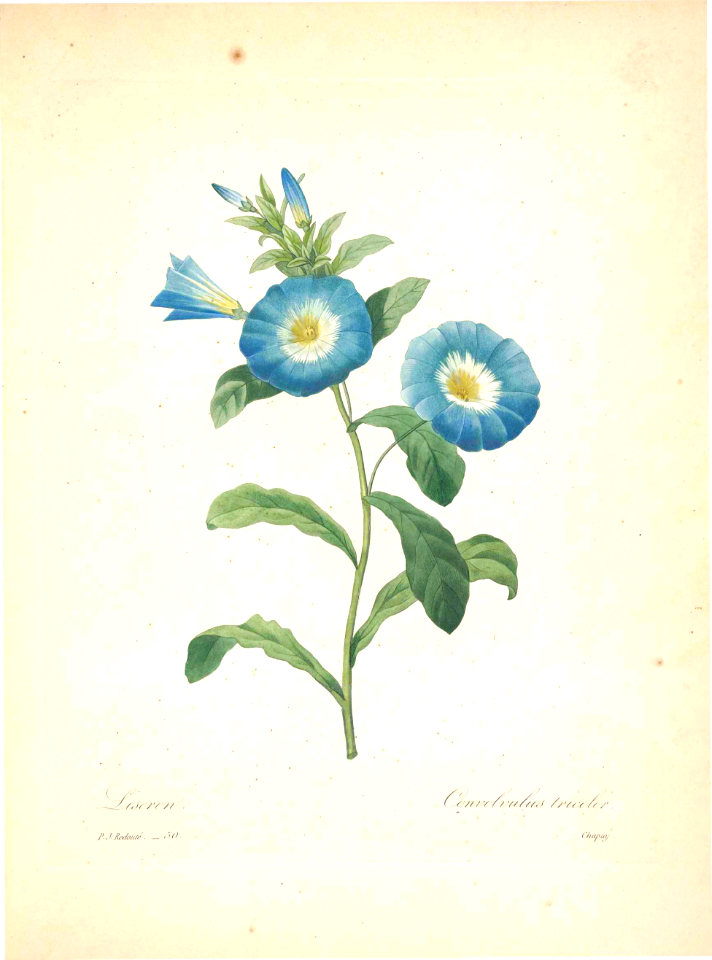 Dwarf Morning Glory. Convolvulus tricolor. Choix des plus belles fleurs -et des plus beaux fruits par P.J. Redouté. (1833)