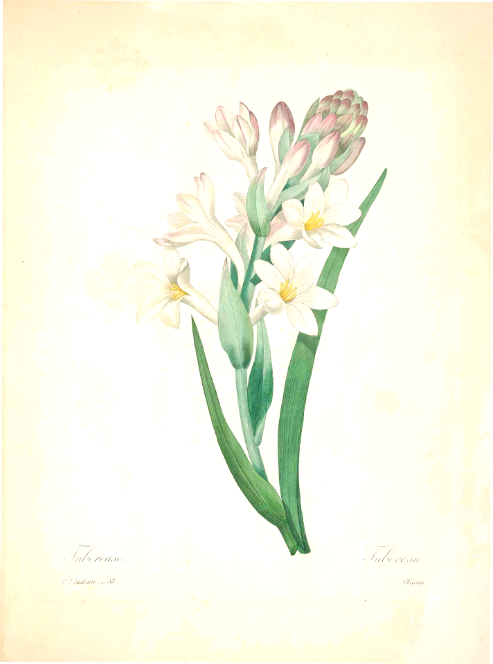 Tuberose. Polianthes tuberosa. Choix des plus belles fleurs -et des plus beaux fruits par P.J. Redouté. (1833)