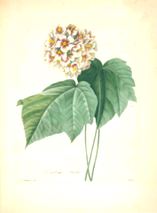 Dombeya ameliae. Choix des plus belles fleurs -et des plus beaux fruits par P.J. Redouté. (1833). Free illustration for personal and commercial use.