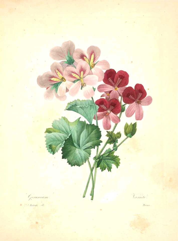 Garden geranium (Pelargonium hort)